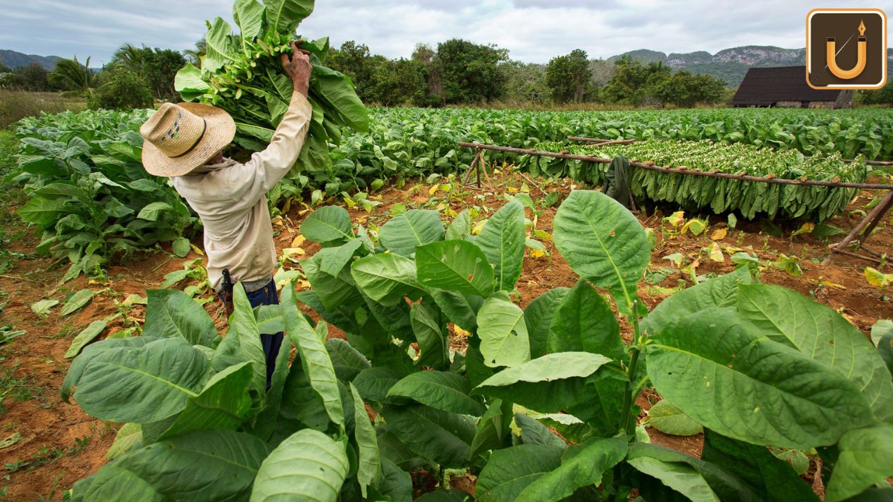 Usthadian Academy / ITC Collaborates With Microsoft And Skymet To Shield Tobacco Farmers From Climate Challenges